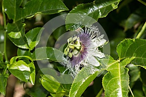 Purple and white passionflower