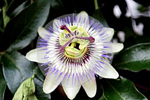 Purple white passionflower in a garden in nieuwerkerk aan den ijssel in the Netherlands