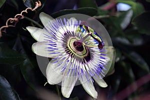 Purple white passionflower in a garden in nieuwerkerk aan den ijssel in the Netherlands