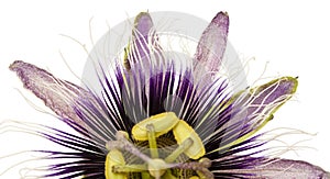 Purple and white passionflower isolated