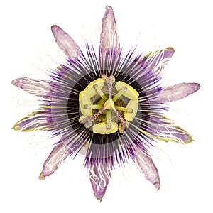 Purple and white passionflower isolated