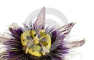 Purple and white passionflower isolated