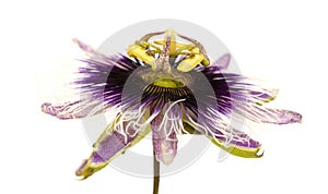 Purple and white passionflower isolated