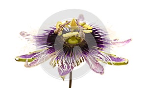 Purple and white passionflower isolated