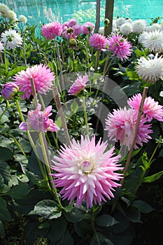 Purple and White Pointed Petal Dahlias