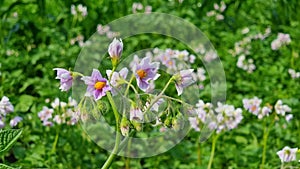 Purple white potato flowers against a beautifully blurred green background of a field of growing potatoes in clear weather.