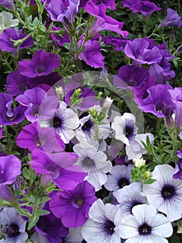 Purple and white small petunia flowers