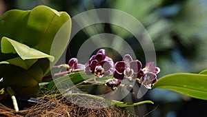Purple-white spotted flowering mini orchid in bloom, mini phalenopsis