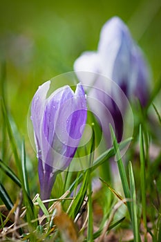 Purple-white spring crocuses close-up on green background.