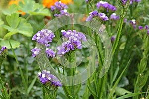 Purple and white statice flowers photo