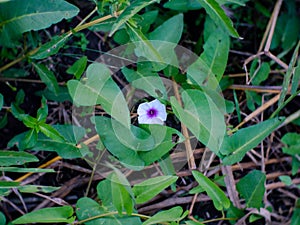 Purple-white and straw morning glory flowers