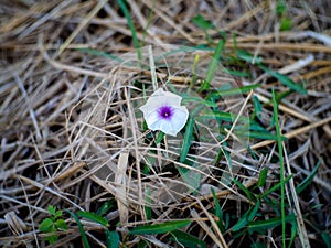 Purple-white and straw morning glory flowers