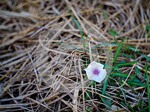 Purple-white and straw morning glory flowers