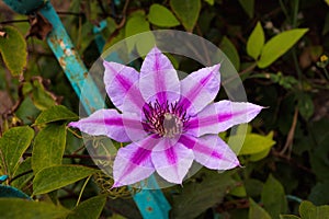 Purple-white striped Clematis blooming in summer garden. Flowers on a background of green leaves and a fence.