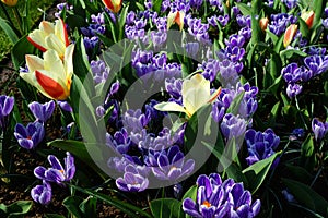 Purple-white striped crocuses combined with combined with a very small early tulip photo