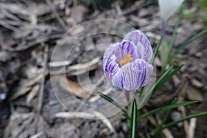 purple and white striped flower of Crocus vernus in April