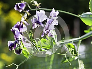 Purple-white sweet pea flowers blooming