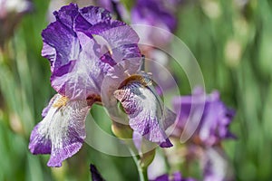 Purple white Tall Bearded Iris Minnie Colquitt close up