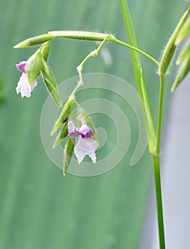 Purple and White Thalia Geniculata in A Garden