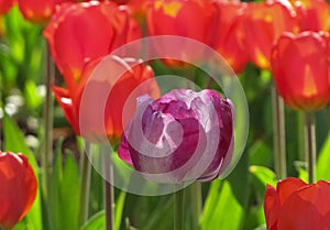 Purple and White Tulip Against Red Tulip Background