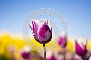 Purple and white Tulip Flower with blurred blue sky, yellow, purple, white, and green background horizontal 6