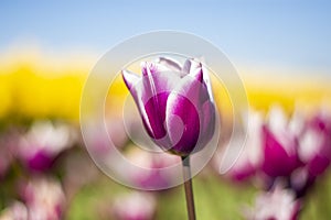 Purple and white Tulip Flower with blurred blue sky, yellow, purple, white, and green background horizontal