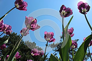 Purple and White Tulips from Below in Full Bloom
