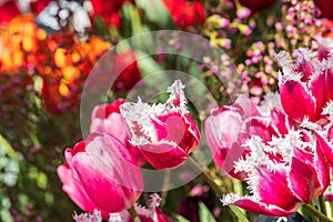 purple white tulips closeup on blurred background