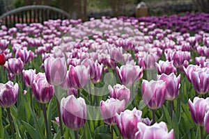 Purple White Tulips in Field