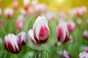 Purple-white tulips flower garden with blurred background