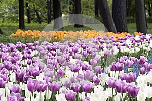 Purple and white tulips in spring Park on Elagin island, St. Petersburg