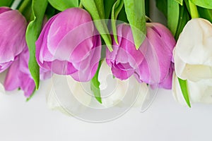 Purple and white tulips on white backgrouns with copy space photo