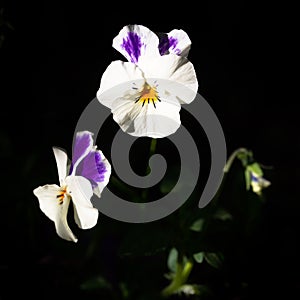 Purple and white Viola cornuta