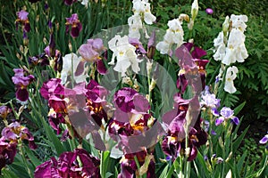 Purple, white and violet flowers of irises