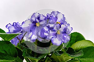 Purple white violets on a clean and empty light background