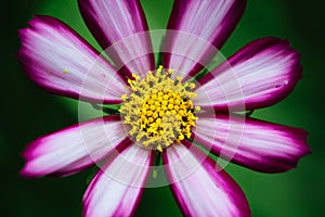 Purple, white, vivid pink wild flower â€œWild Cosmos Flowerâ€ Cosmos bipinnatus blooming during Spring and Summer