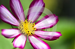 Purple, white and vivid pink wild flower â€œWild Cosmos Flowerâ€ Cosmos bipinnatus blooming during Spring and Summer closeup