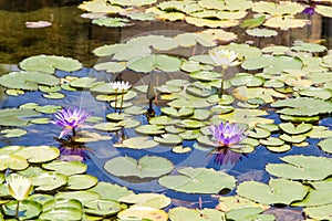 Purple and white water lilies in pond