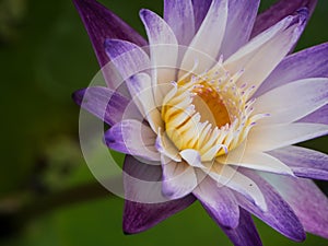 Purple and white water lily