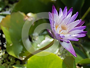 Purple and white water lily