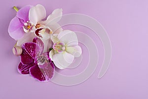 Purple and white and white orchids isolated on white background