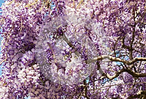 Purple and white Wisteria floribunda - Japanese Wisteria flowers in bloom