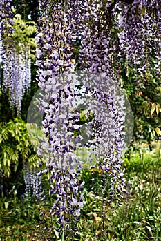 Purple and white wisteria hanging in Hermannshof gardens