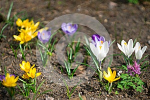 Purple white and yellow crocus flowers bloom