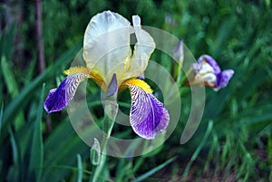 Purple, white and yellow iris flower blooming, blurry green leaves background