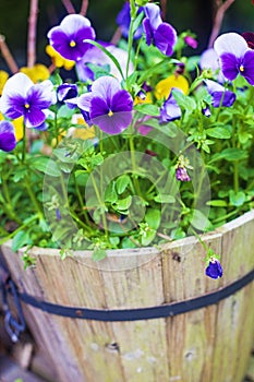 Purple and yellow pansy and violas blooming in a wood barrel photo