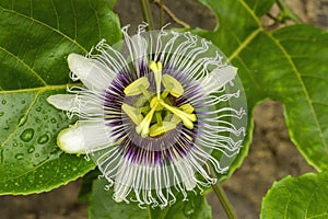 Purple White Yellow Passion Flower Moorea Tahiti