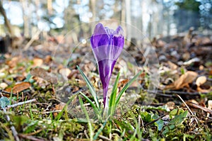 Purple wild crocus