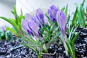 Purple wild crocuses