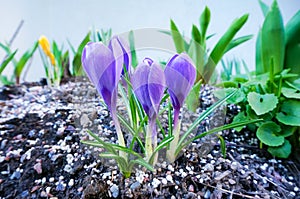 Purple wild crocuses blooming in spring